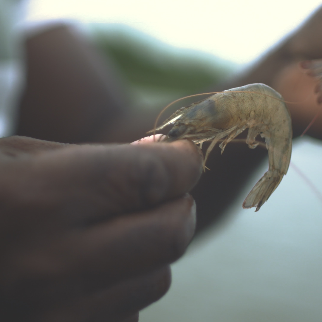 Tumaco