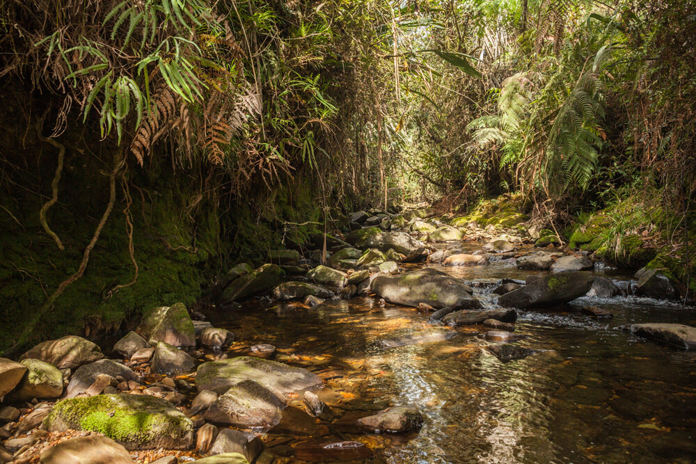 Corona sabe que para construir un mejor país es importante cuidar el medio ambiente, por eso cuenta con cuatro reservas naturales de la sociedad civil con una extensión de más de 74 hectáreas dedicadas a la conservación de flora y fauna en diferentes regiones del país.