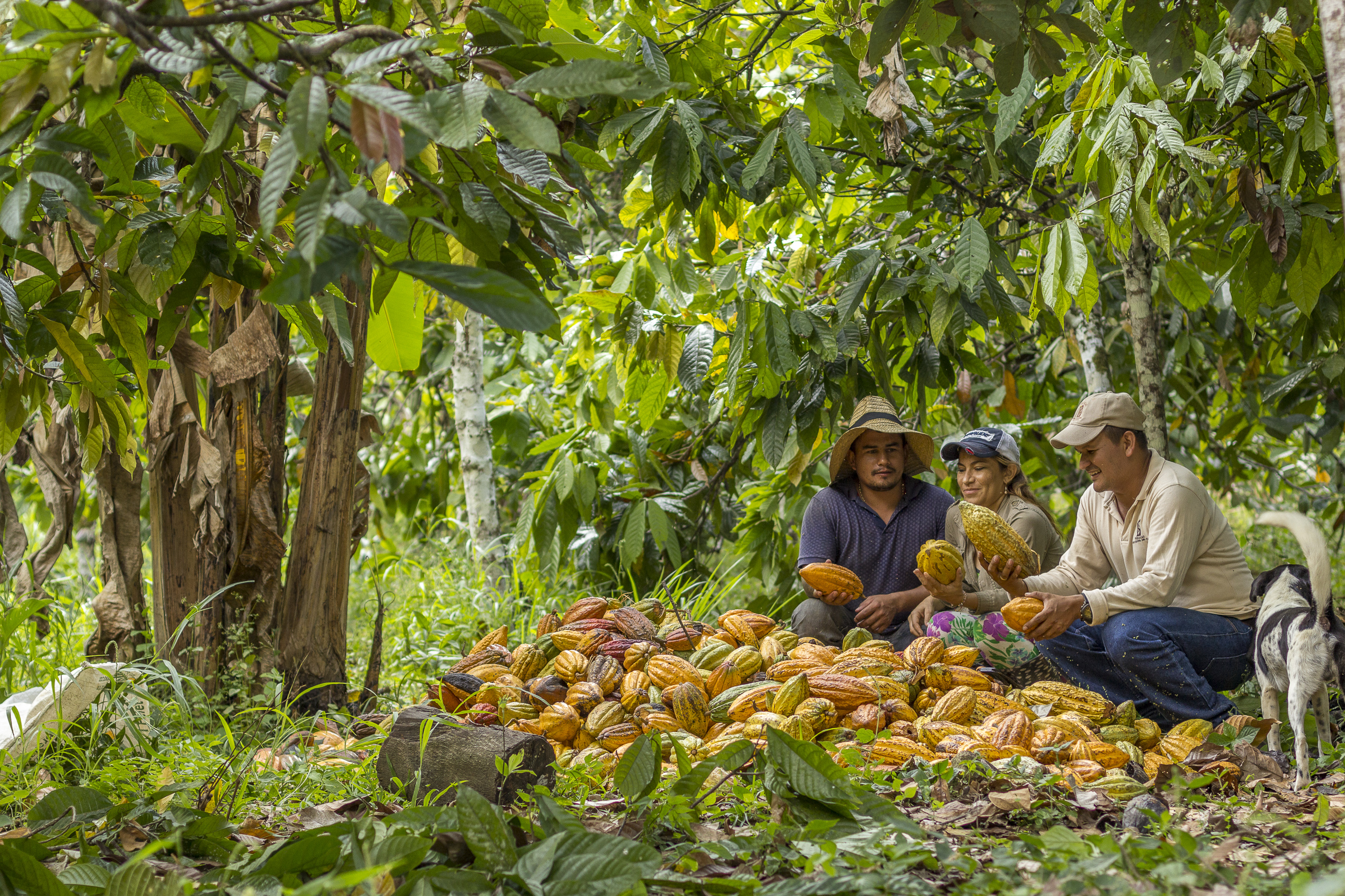 How does Grupo Éxito promote sustainability?