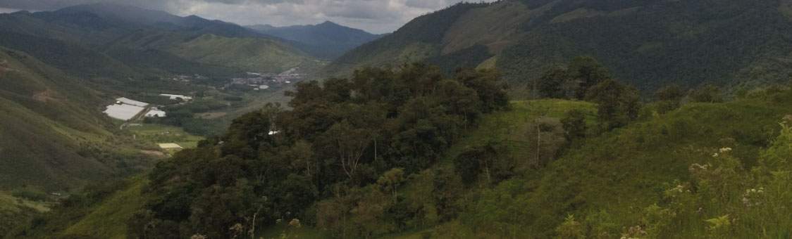 Siembra cien mil árboles - Grupo Éxito y Celsia