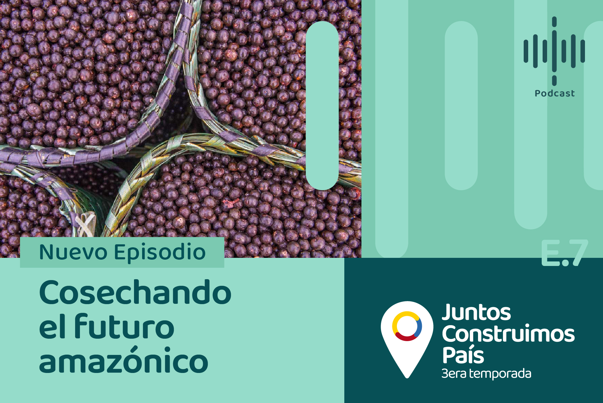 El açaí y el palmito, cosechando el futuro amazónico