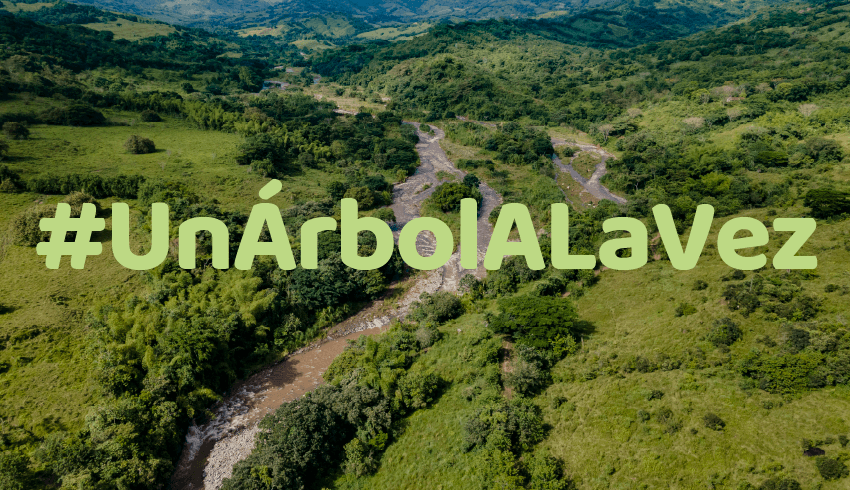 Un árbol a la vez
