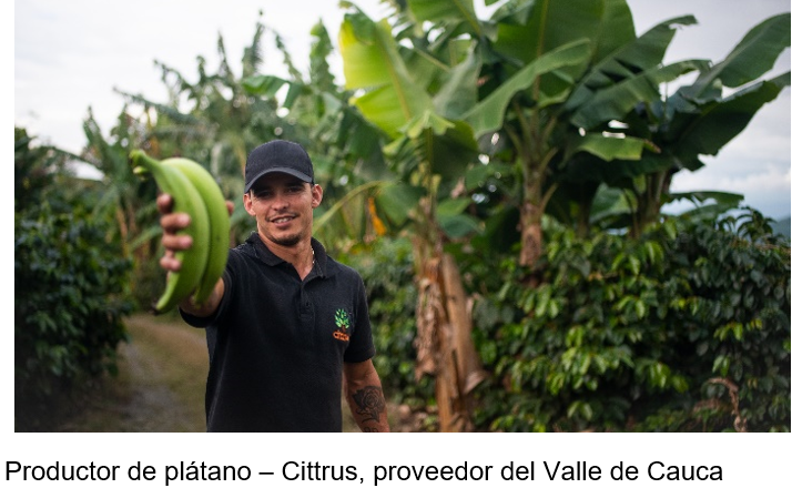 productor-de-platano